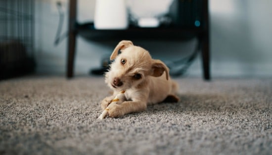 puppy on carpet